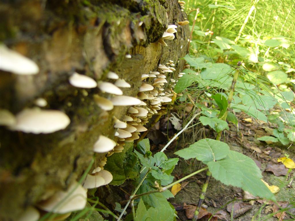 Crepidotus mollis
